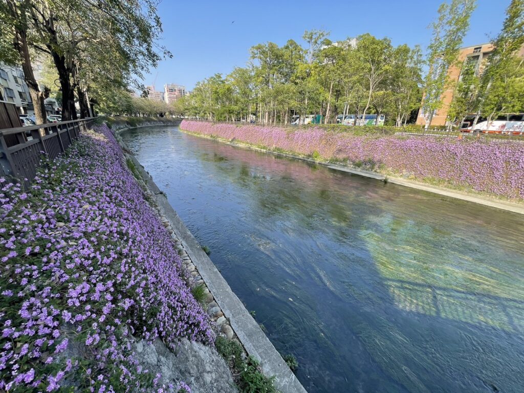 中市春日花海秘境 水利局邀民眾共賞綠川紫色浪漫 1 01 綠川興大段紫色蔓性馬纓丹盛開