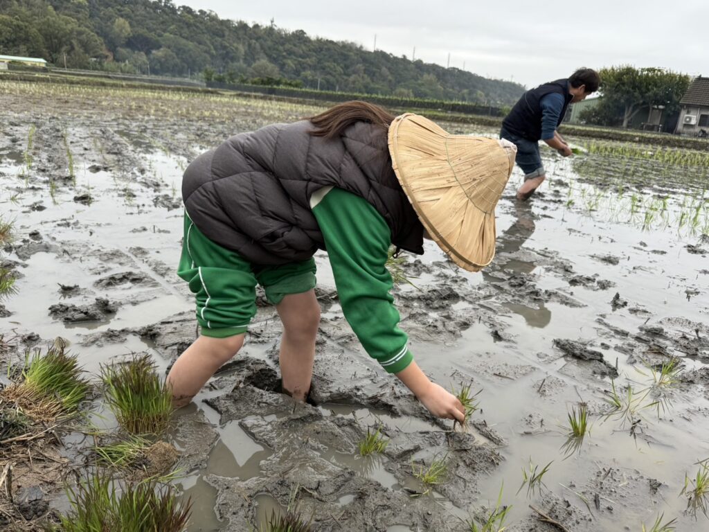 中市農業局邀學童體驗食農教育 繽紛稻田彩繪迎中台灣農業博覽會 3 馬鳴國小的同學們年紀輕輕就已經展現相當得當的插秧姿勢1 0