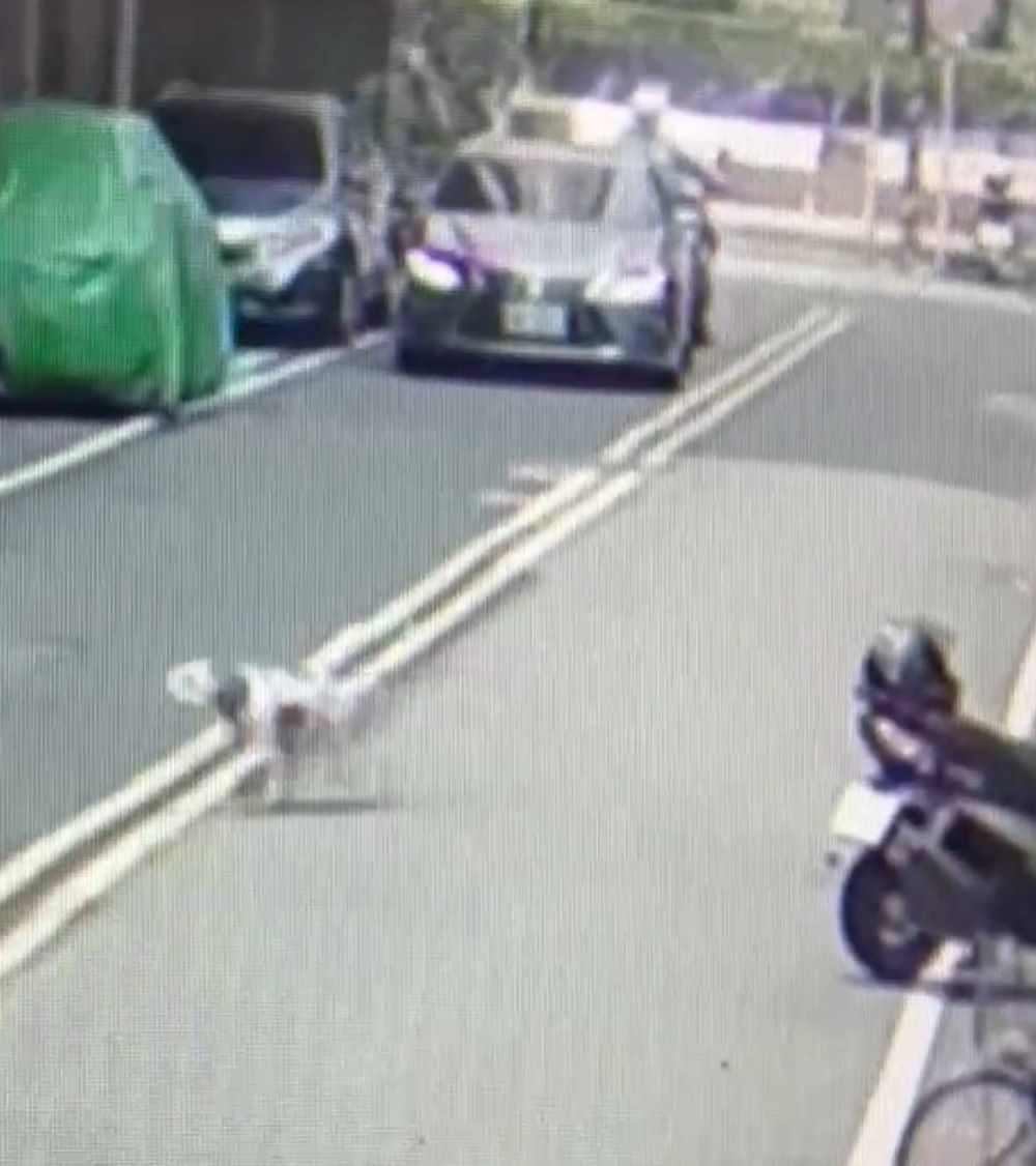 飼犬自套塑膠袋窒息亡 飼主疏於照顧罰1萬5千元 7 《圖說》犬隻發現塑膠袋翻閱中。〈動保處提供〉