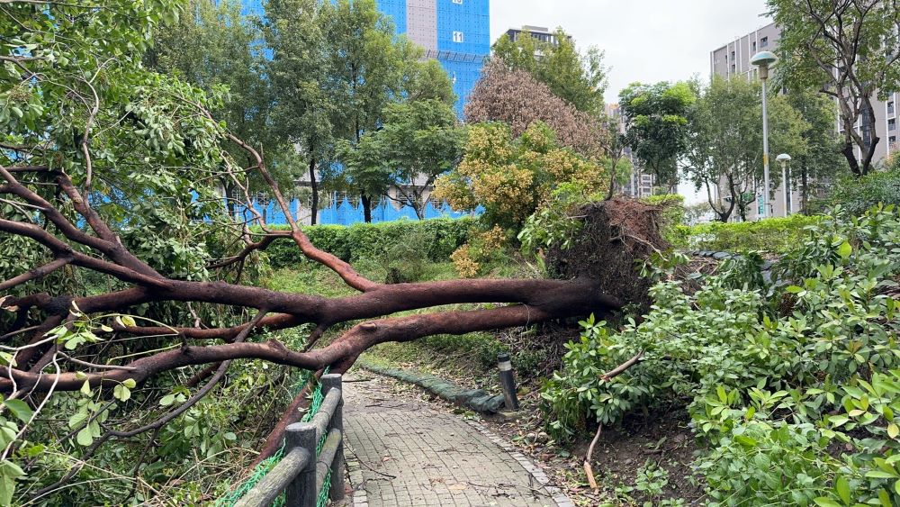 修剪綠廊路樹備戰 新北汛期減災超前部署 3 《圖說》康芮颱風造成塭仔底濕地公園路樹傾倒,必須進行減災修剪。〈水利局提供〉