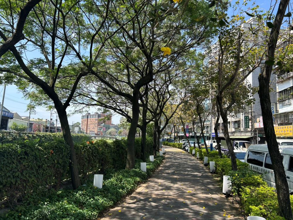 修剪綠廊路樹備戰 新北汛期減災超前部署 2 《圖說》蘆洲鴨母港溝人行道路樹已完成減災修剪。〈水利局提供〉