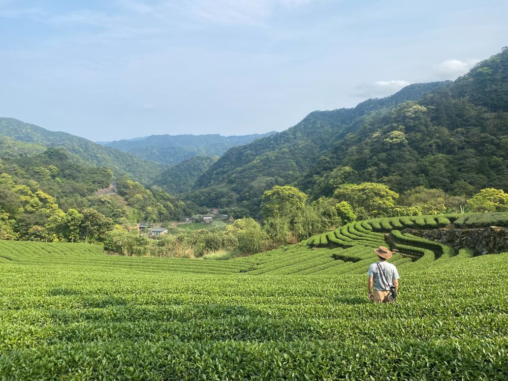 台北觀光博覽會5/23登場 新北館多元好康秒懂 4 《圖說》坪林優質好茶,暑假最佳消暑勝地。〈觀旅局提供〉