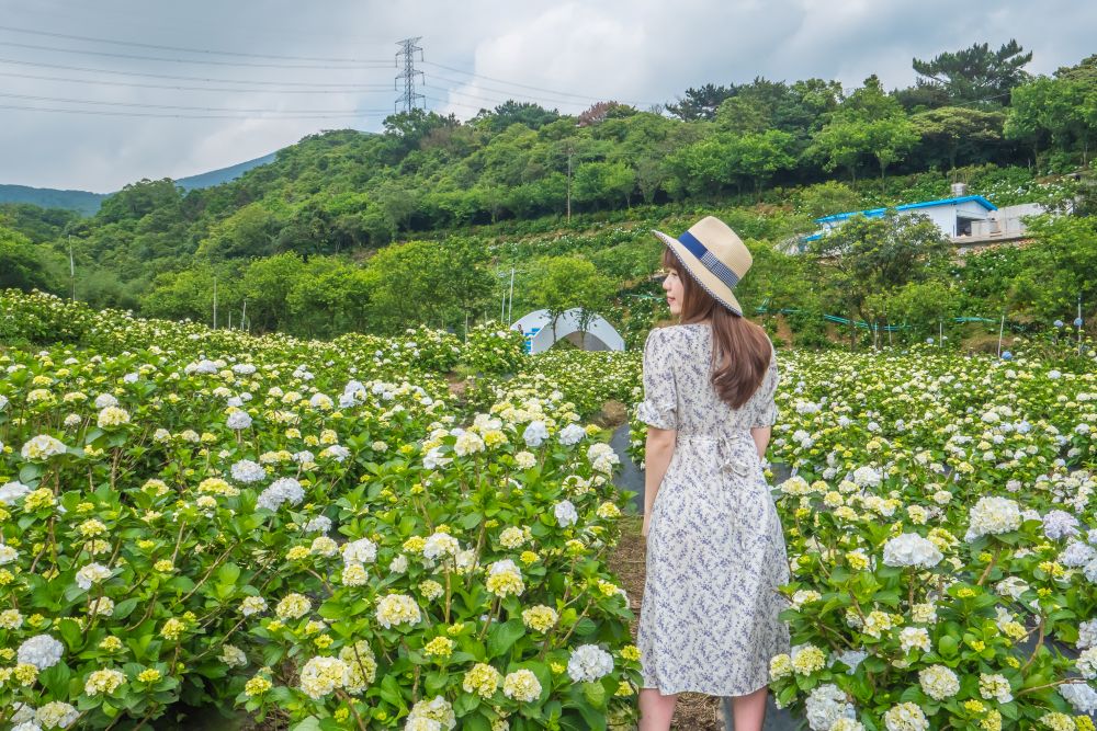 高雄旅展5/9登場 新北館母親節優惠為雙北世壯運熱身 1 《圖說》萬里繡球花田美麗壯觀,品種豐富,色彩繽紛豔麗,數大之美讓人震撼。〈觀旅局提供〉