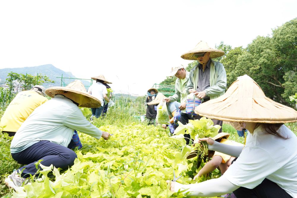 轉型食農教育場域 臺大農場攜手新北推食農教育 2 《圖說》民眾體驗時蔬園區採收。〈農業局提供〉