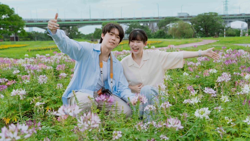 共遊花園秘境共譜奇幻 新北河濱蝶戀季・初夏奇境開箱 7 《圖說》今年蝶戀季增加蜜源植物醉蝶花吸引蝴蝶紛飛及民眾搶拍。〈高灘處提供〉