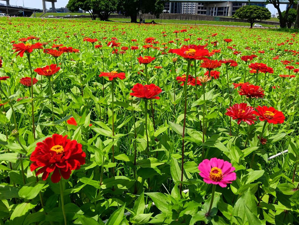 繽紛花海 新北河濱春日漫步夢幻花園 3 《圖說》百日草花海如織,紅焰灼灼。〈高灘處提供〉