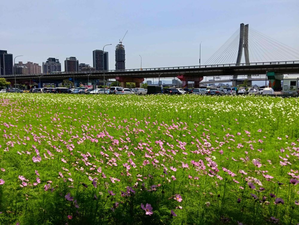 繽紛花海 新北河濱春日漫步夢幻花園 5 《圖說》拋開城市喧囂及煩惱,一起來新北大都會公園賞花雀躍一夏。〈高灘處提供〉