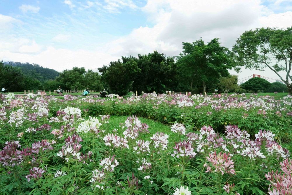 新北河濱蝶戀季週末登場 專屬驚喜送愛媽媽隨行花袋 4 《圖說》展區「精靈小徑」中的醉蝶花綻放茂密,花色漸層柔美,營造浪漫景緻。〈高灘處提供〉