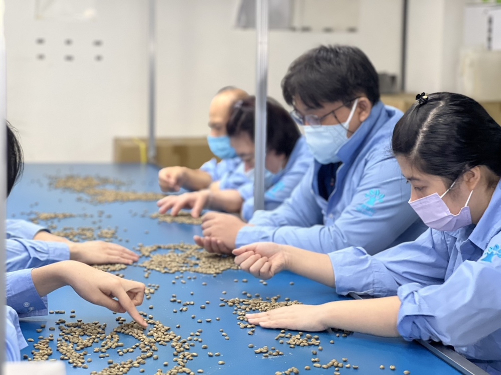 ▲員工坐在機臺線上，專心挑選豆子，給顧客最好的品質。(圖/樸樹咖啡提供)