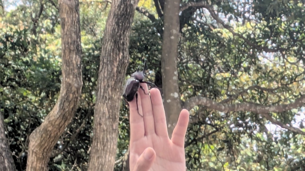 獨角仙起跑!藝起玩蘆竹 帶你探索自然 × 藝術 × 想像力7-9月暑期課程 3 ▲走進羊稠森林探索甲蟲的神秘世界。(圖/桃園市立圖書館提供)