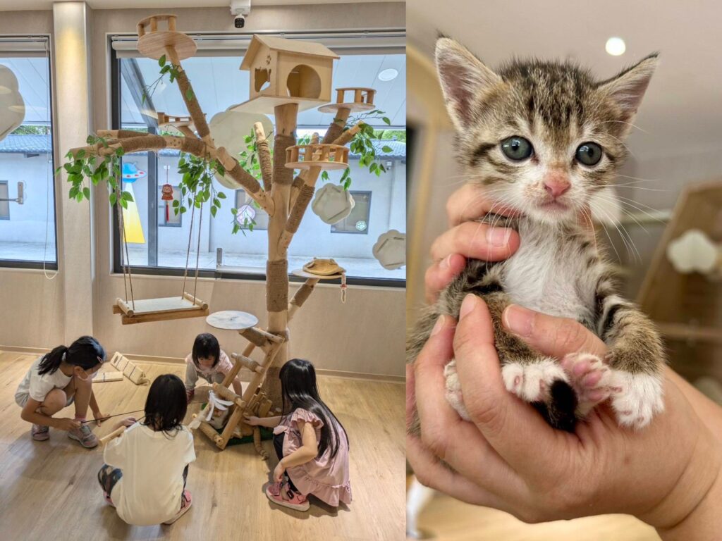 新手貓奴看過來!獸醫師提醒養貓前5個關鍵準備 1 11406201