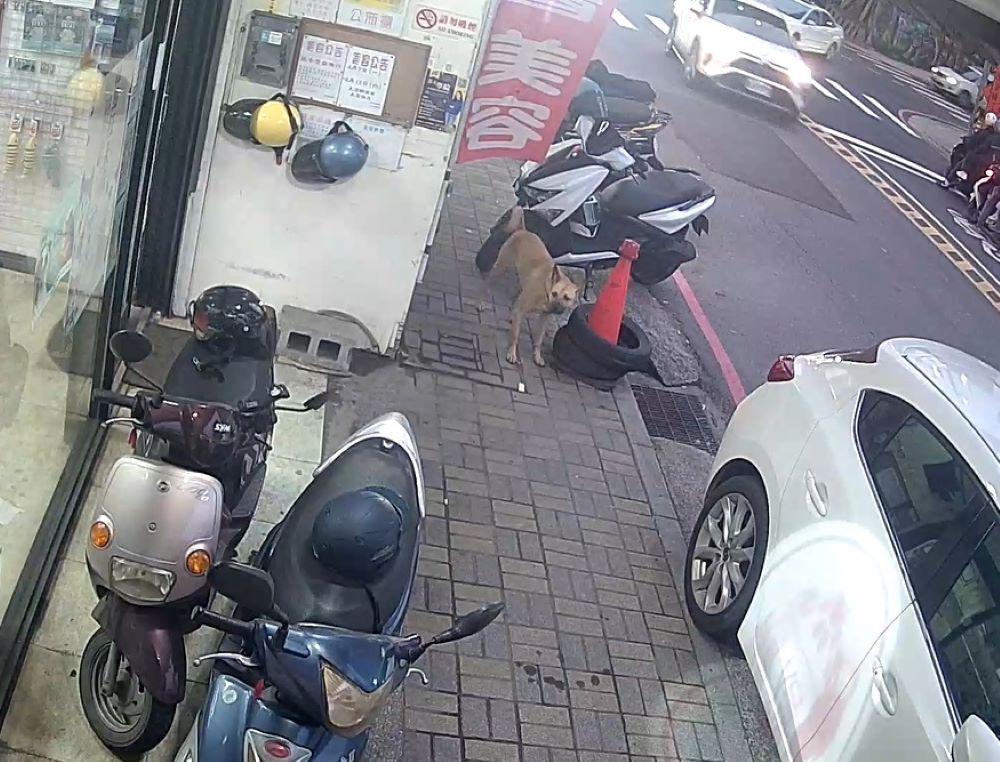 犬隻未繫繩擾民 飼主遭罰15,000元 2 《圖說》斥責後露出一臉無辜樣。〈動保處提供〉
