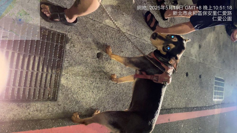 公園棄養狗貓 新裁罰港女55萬列黑名單 3 《圖說》其中也有犬隻待認養。〈動保處提供〉