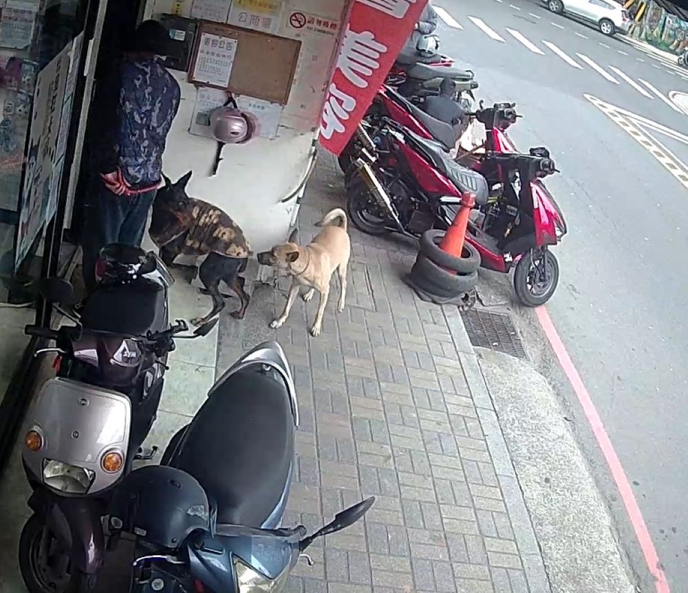 犬隻未繫繩擾民 飼主遭罰15,000元 1 《圖說》飼主犬隻未繫繩騷擾其他犬隻,造成困擾。〈動保處提供〉