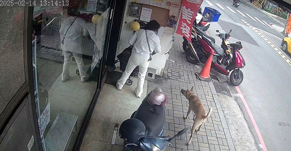 犬隻未繫繩擾民 飼主遭罰15,000元 3 《圖說》跟隨其他犬隻,造成飼主困擾並護犬。〈動保處提供〉