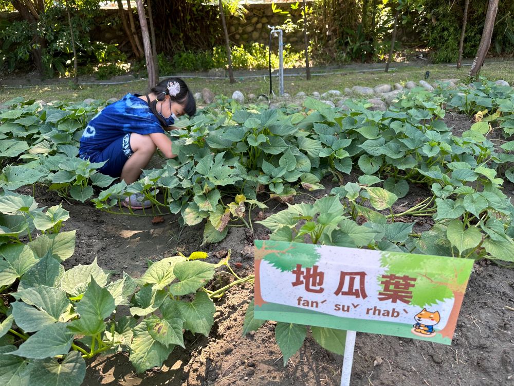 《圖說》小手出動大戰菜園。〈客家局提供〉