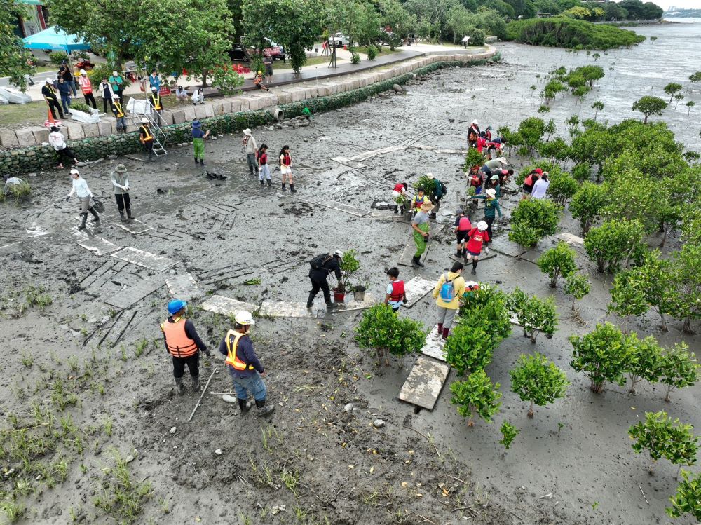 打造淡水河生態保育永續平衡 學童挽袖清除紅樹林幼苗 2 《圖說》高灘處「淡水河區域紅樹林幼苗清除環境教育實施計畫」活動空拍。〈高灘處提供〉