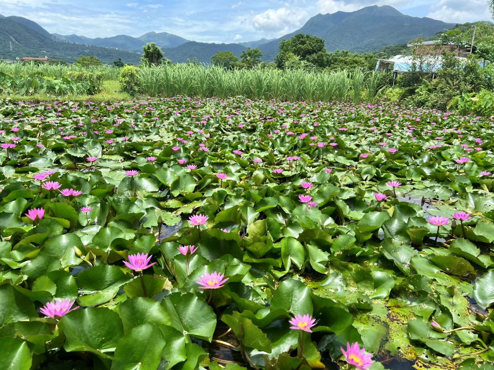 農村不遠走吧! 金山六三農再社區蓮花遊程即起報名 3 《圖說》蓮花盛開金山六三農再社區蓮花遊程開放報名。〈農業局提供〉
