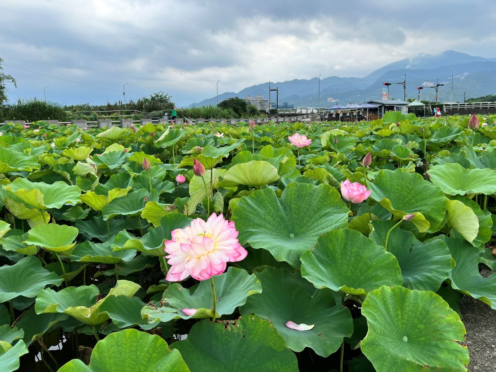 農村不遠走吧! 金山六三農再社區蓮花遊程即起報名 2 《圖說》民眾搶拍牡丹蓮。〈農業局提供〉
