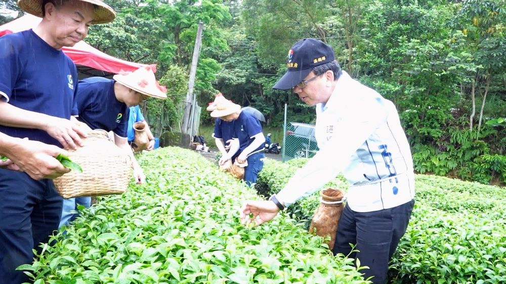 《圖說》農業局長諶錫輝與金寶電子公司同仁共同體驗採茶。〈農業局提供〉