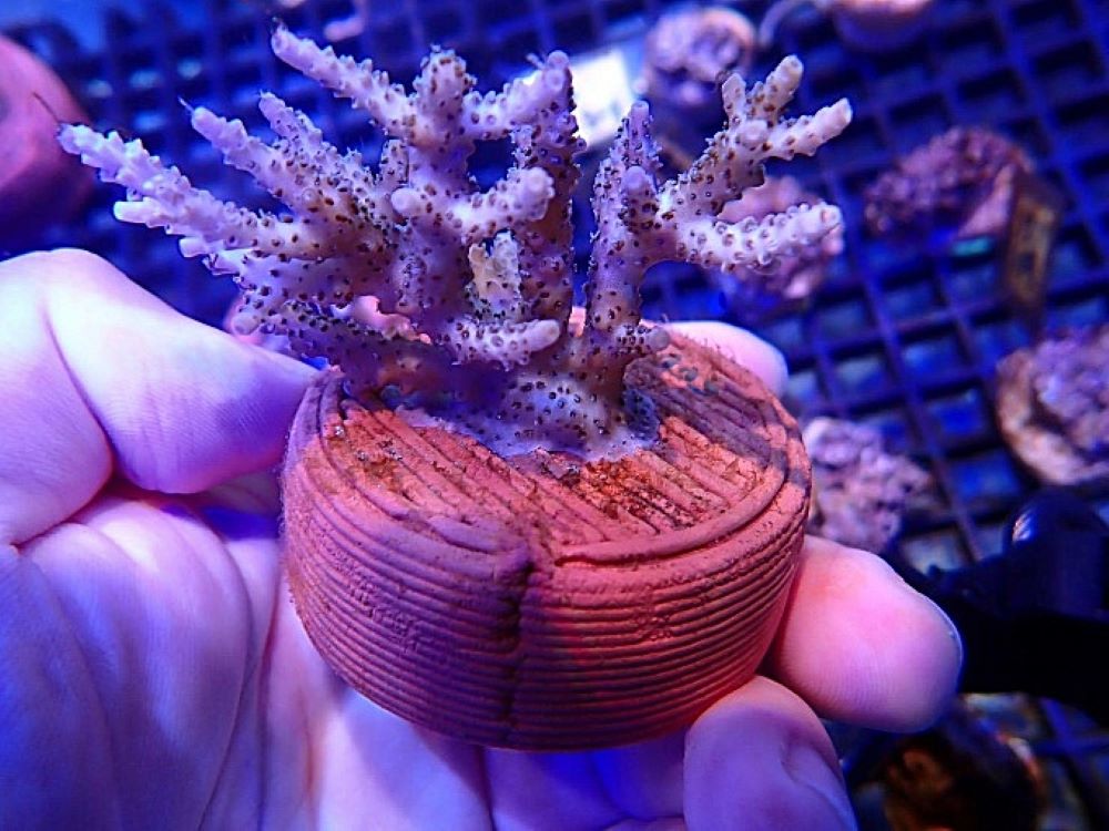 打造海洋永續新篇章 龍華攜手海大USR創新珊瑚復育低碳技術 9 《圖說》3D列印生態友善陶瓷基座能有效提升珊瑚的附著率與穩定成長。〈龍華科大提供〉