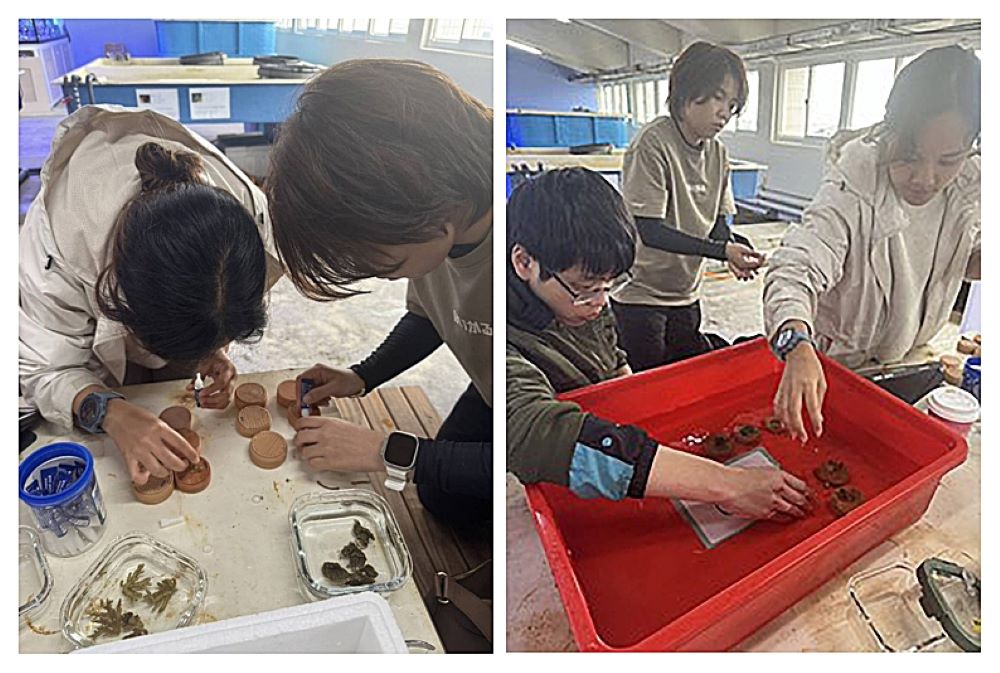 打造海洋永續新篇章 龍華攜手海大USR創新珊瑚復育低碳技術 10 《圖說》龍華師生讓廢料變珍寶,成功應用海洋珊瑚友善復育領域。〈龍華科大提供〉