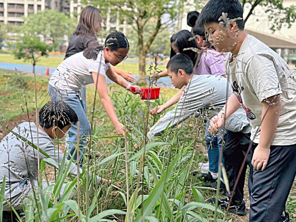 六都第一 新北再登五星食育城市 3 《圖說》新市國小5年級食農教育進行臺灣油芒除草施肥。〈教育局提供〉