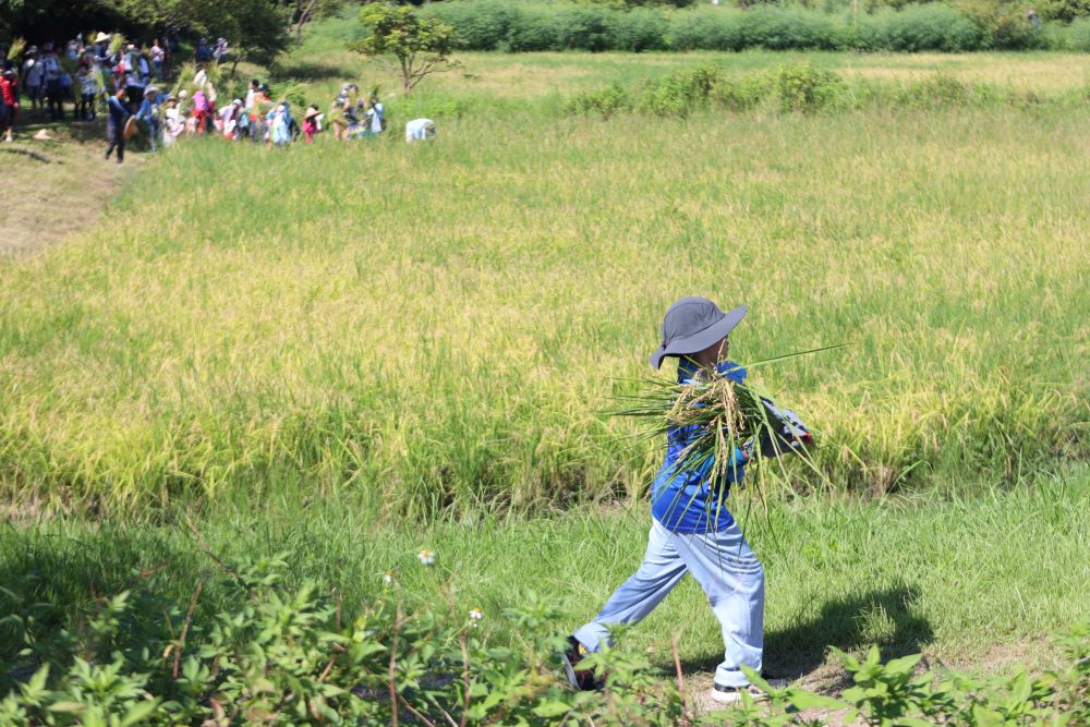 保護環境節能減碳 新北濕地割稻趣7/19報名 1 《圖說》「最萌小農夫」割稻體驗樂趣多。〈高灘處提供〉