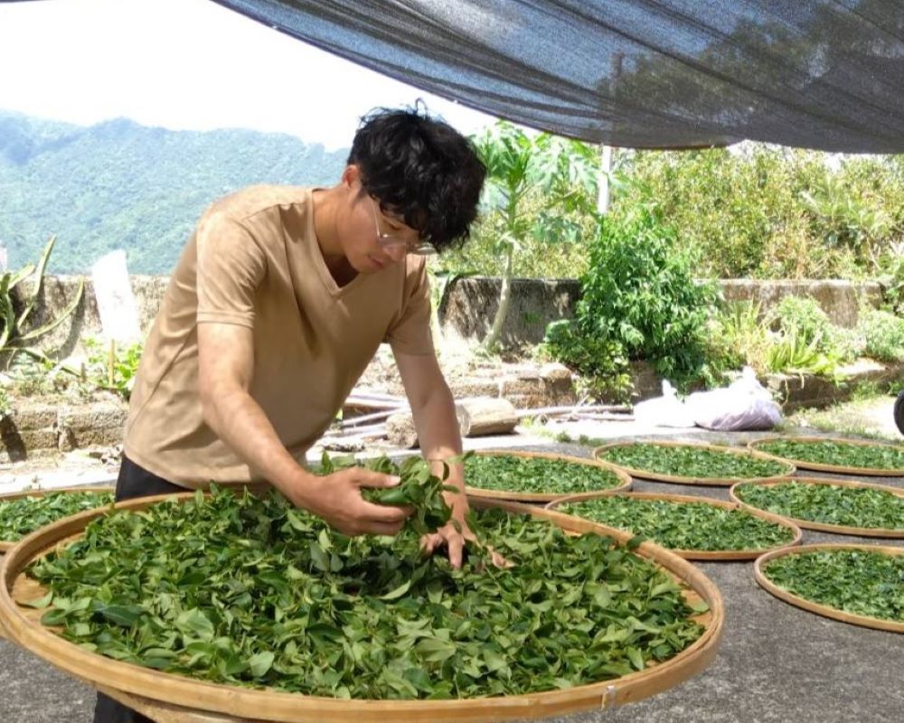 返鄉10年有成 粟益民再奪新北美人茶特等獎 3 《圖說》石碇青農張智翔4度獲得頭等殊榮。〈農業局提供〉